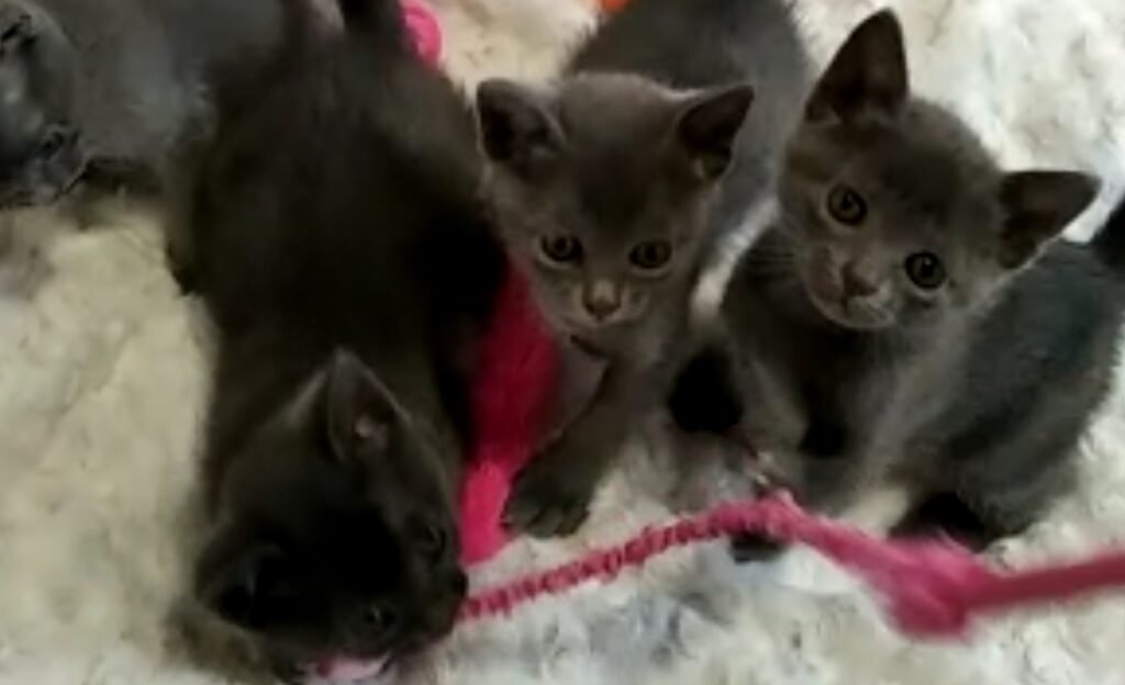 chatterie Korat pour chattons à vendrfe