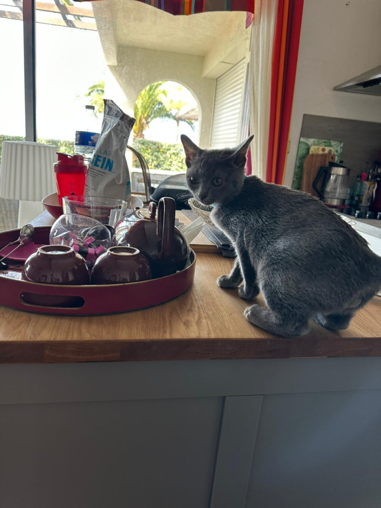 Achat d'un chaton Korat près de Perpignan