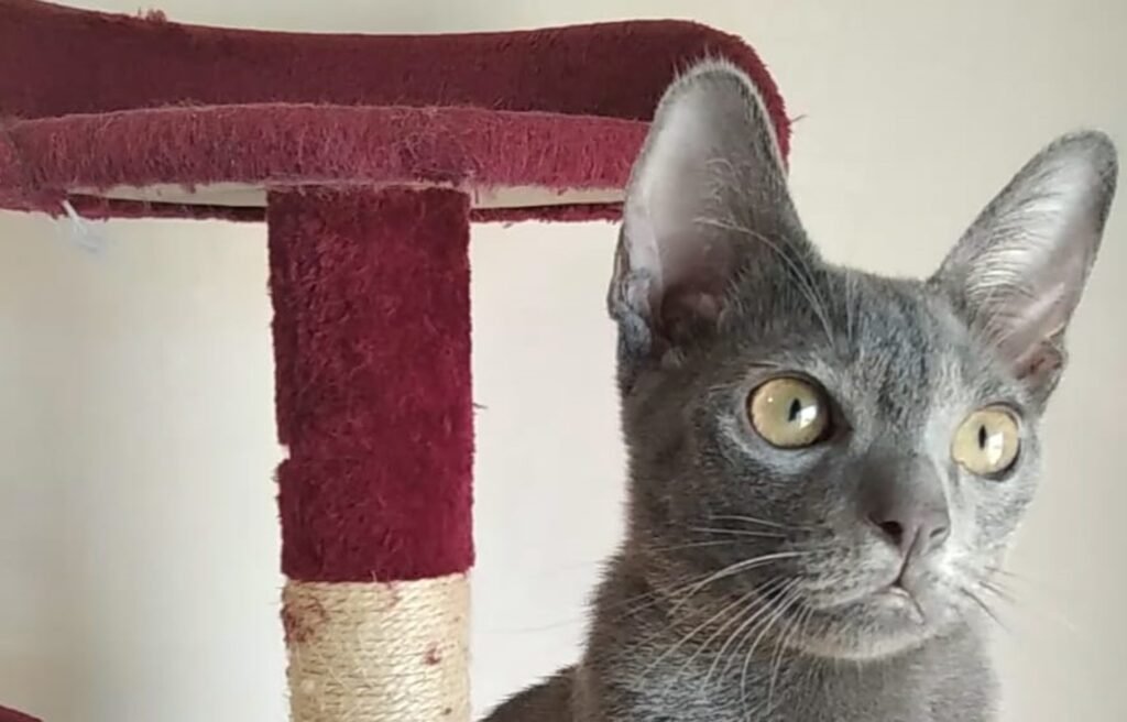 adopter chatons korat