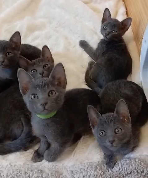 chats korat à vendre pour adoptions